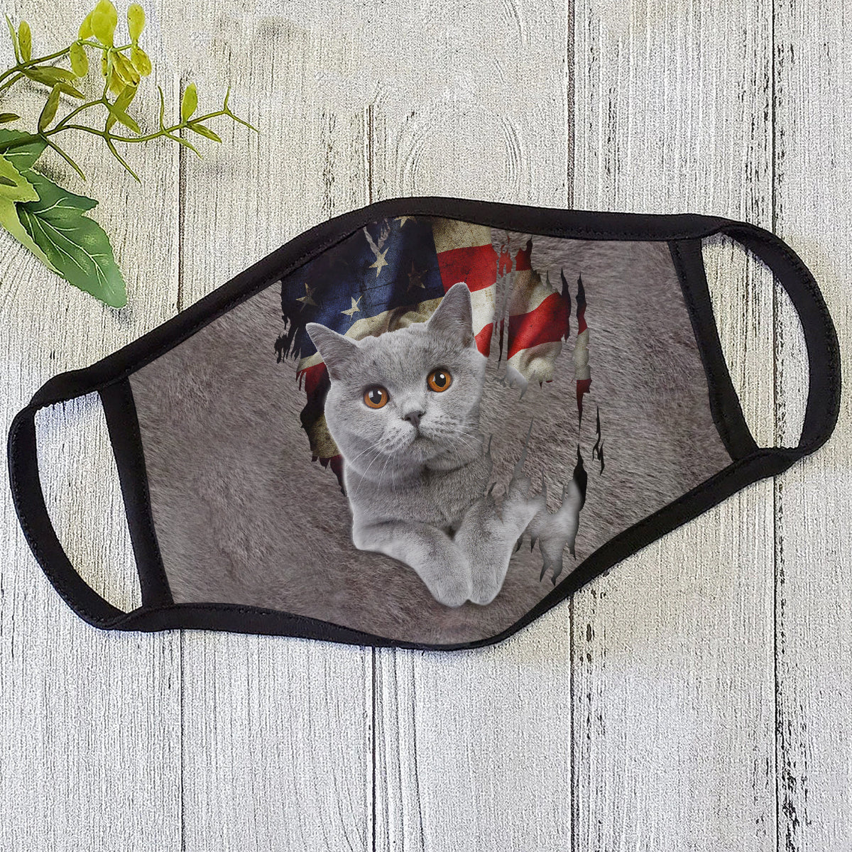 American British Shorthair cat Faith Mask HC